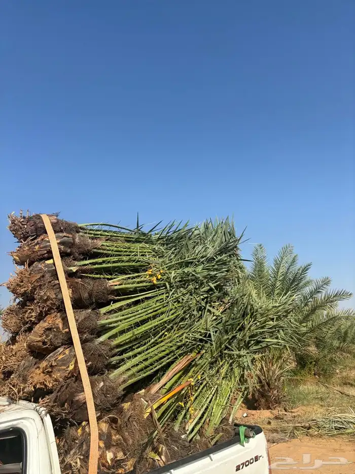 نخيل لبيع بجميع أنواعه 0