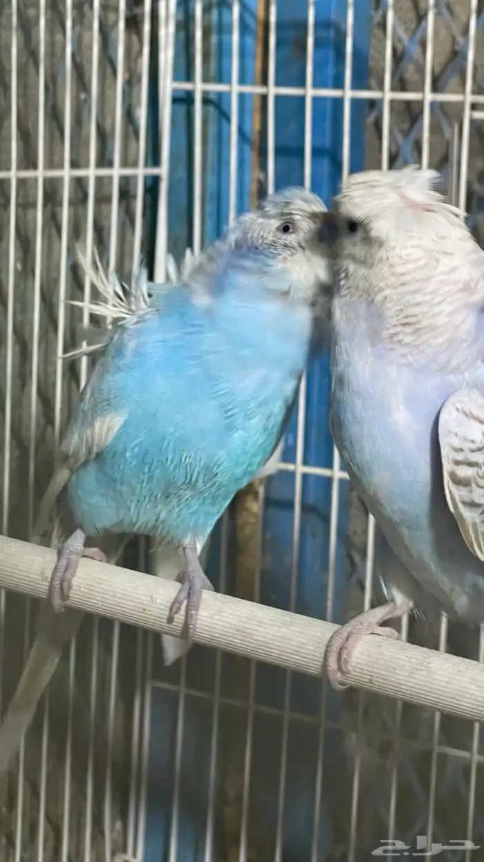 بادجي هوقو منتج ( تم البيع ) 6