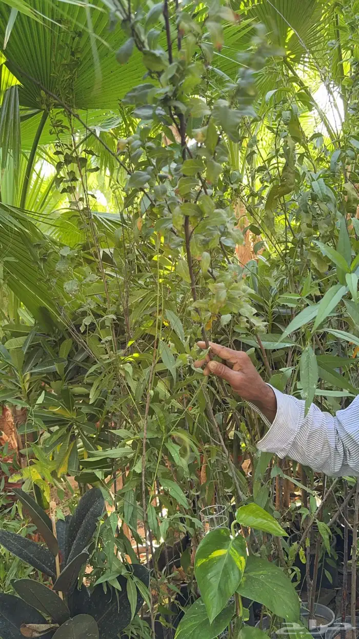 تشكلة شتلات مع توصيل مجاني 500 ريال الدفع عند الاستلام 30