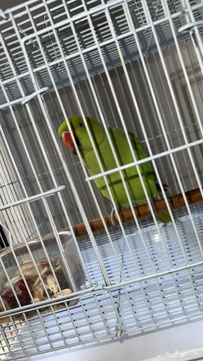 درة. كروان 2