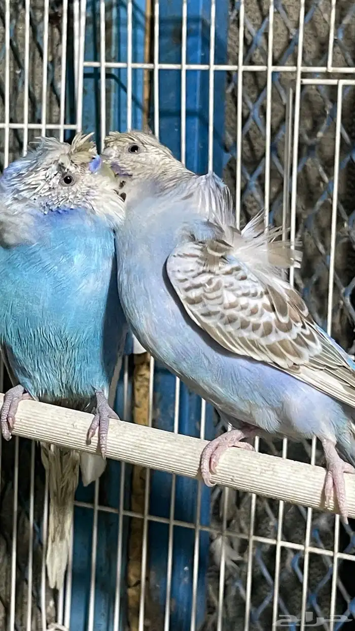 بادجي هوقو منتج ( تم البيع ) 4