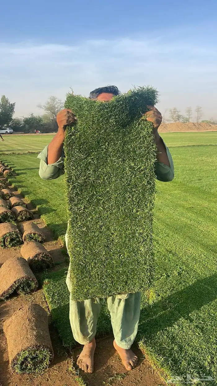 نجيل طبيعي c2000 2
