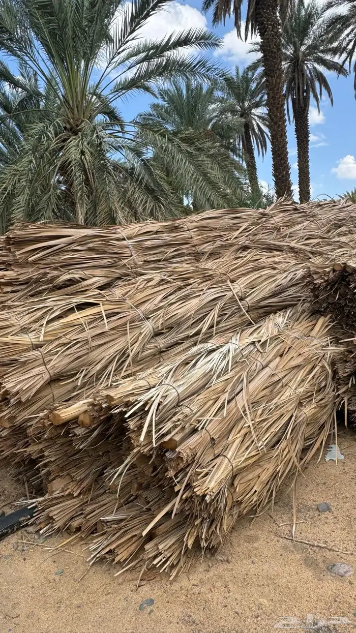 جريد سعف عسيب 2
