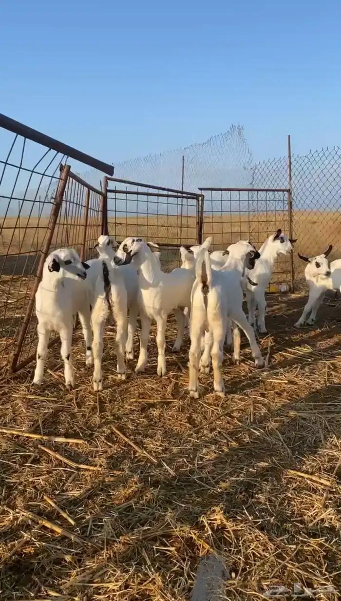 ماعز بيشي صنف الصنف ( تم البيع ) 0