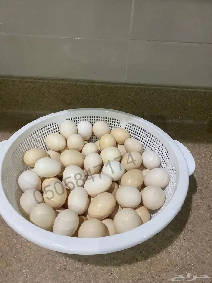 بيض بلدي 1