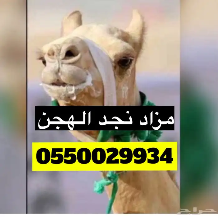 هجن 0