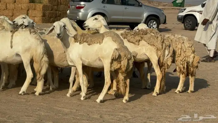 غنم دفيع 11