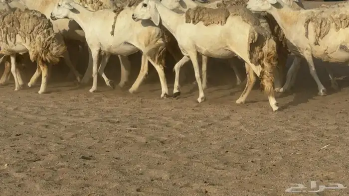 غنم دفيع 6
