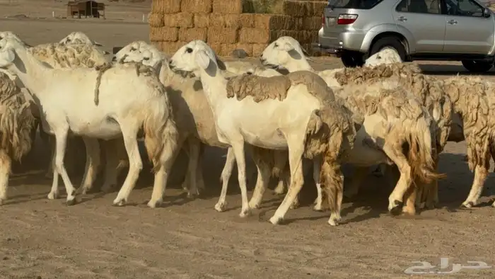 غنم دفيع 10