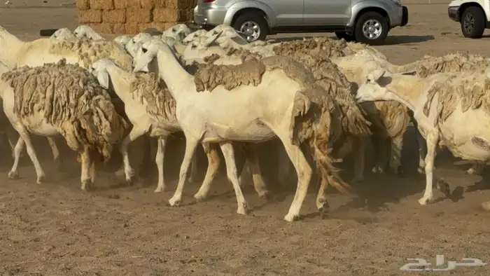 غنم دفيع 3