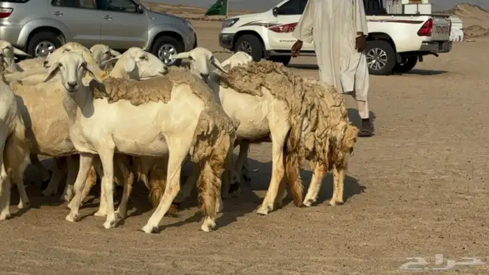 غنم دفيع 7