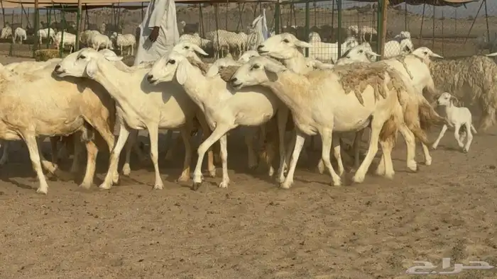 غنم دفيع 1