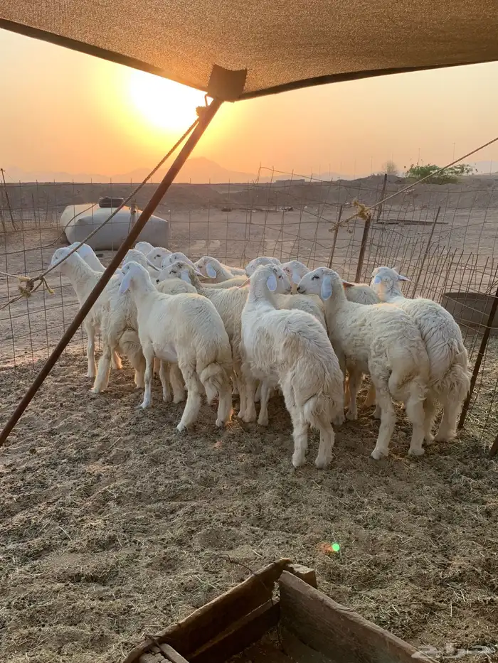 ذبائح حري للبيع ذبايح زواجات مناسبات عقيقه 1