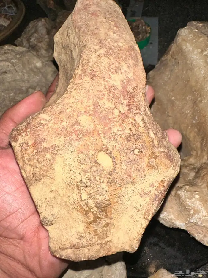 كائنات متحجرة  من ملايين السنين 4