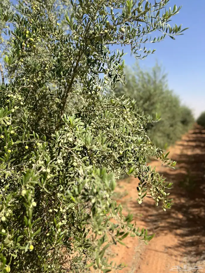 زيت زيتون الجوف البكر عصرة أولى على البارد 1