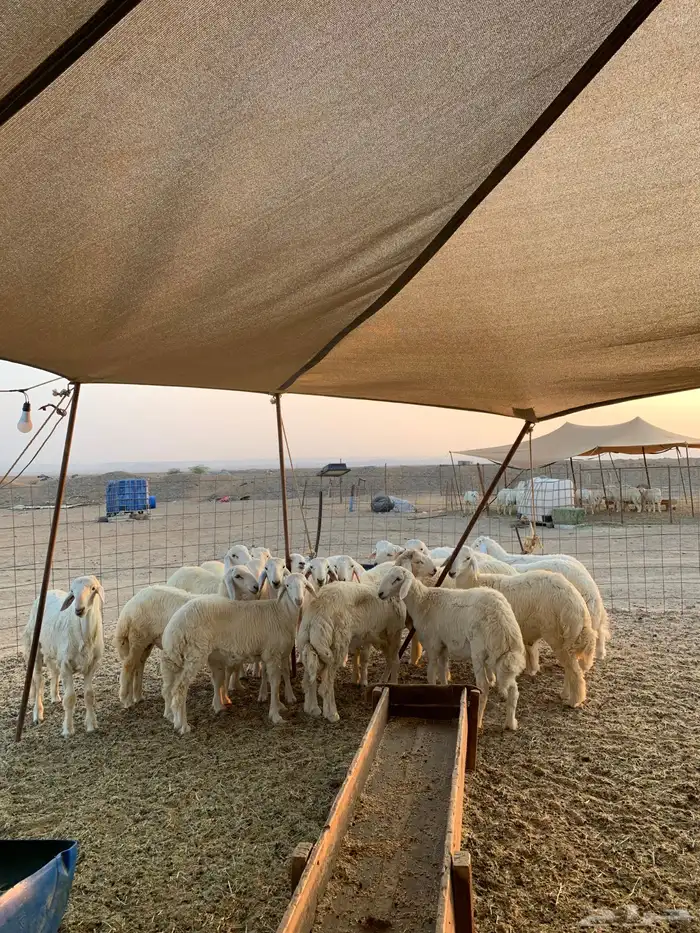 ذبائح حري للبيع ذبايح زواجات مناسبات عقيقه 2