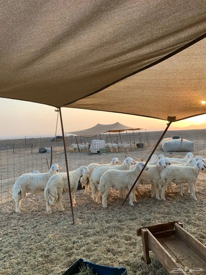 ذبائح حري للبيع ذبايح زواجات مناسبات عقيقه 0