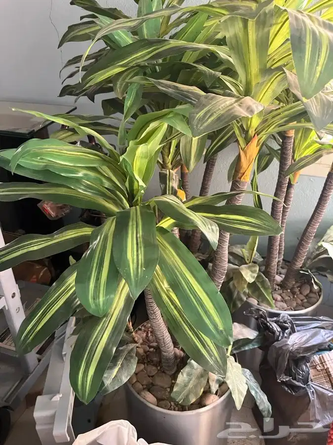 شجر زينه للبيع 0