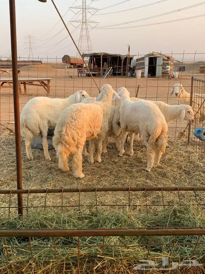 ذبايح حري ذبائح طليان رخال شحم يوجد توصيل 0