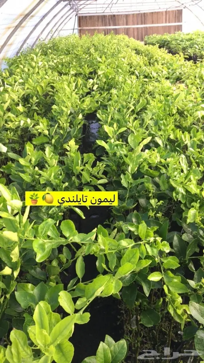 اشجار حمضيات للبيع 39