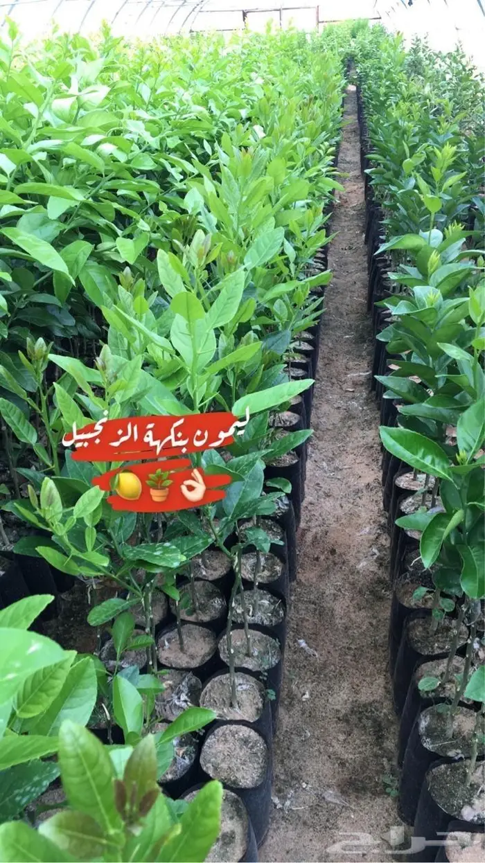 اشجار حمضيات للبيع 5