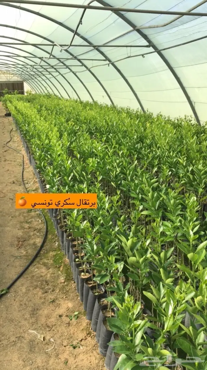 اشجار حمضيات للبيع 14
