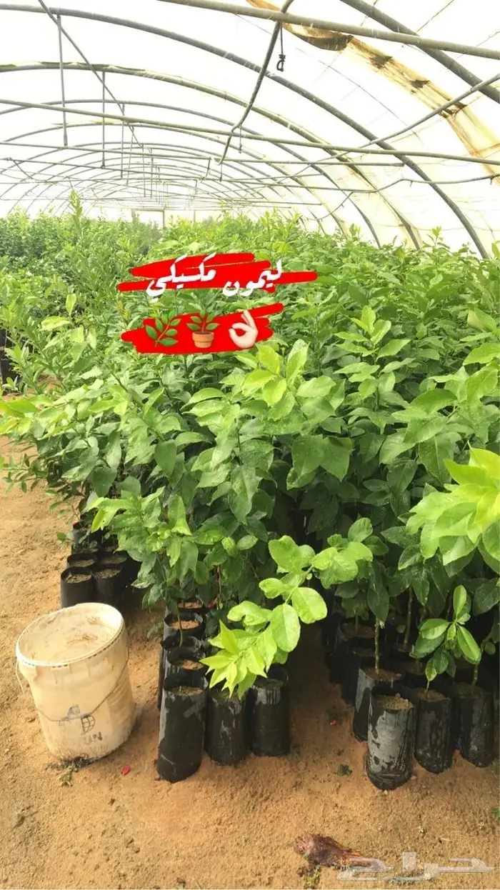 اشجار حمضيات للبيع 21