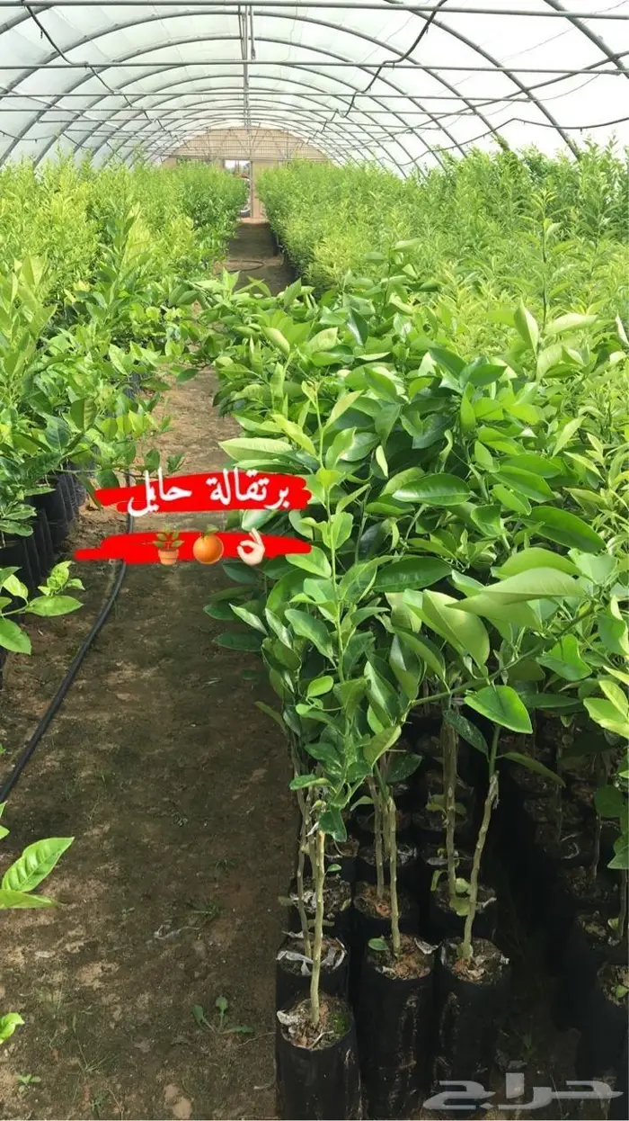 اشجار حمضيات للبيع 24