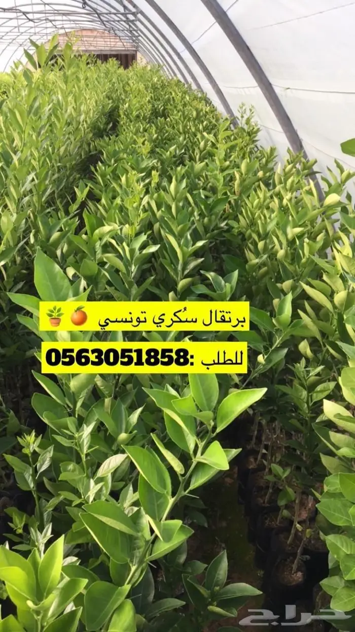 اشجار حمضيات للبيع 28