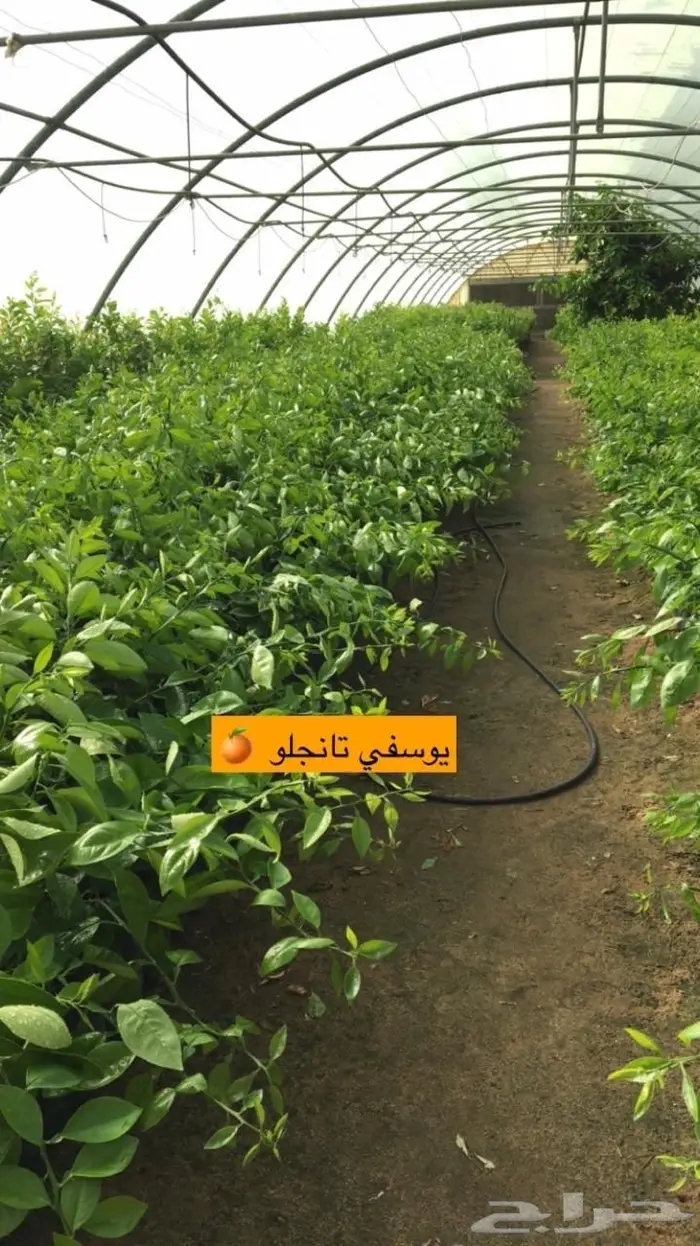 اشجار حمضيات للبيع 33