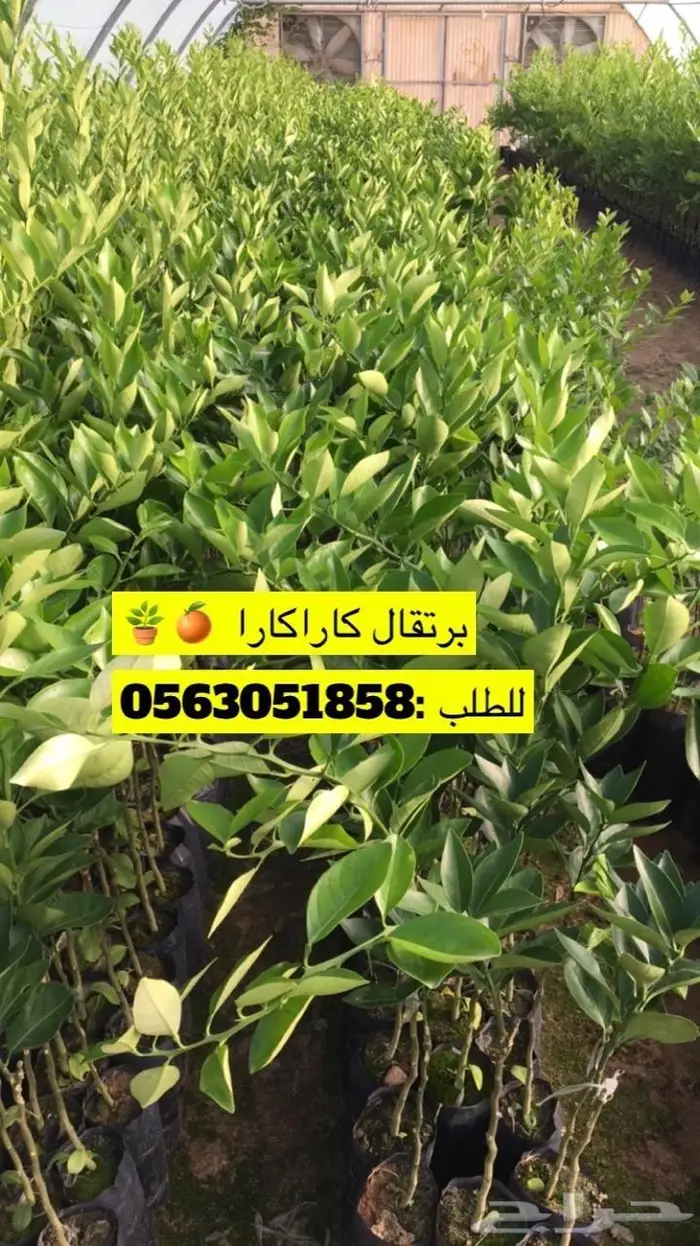 اشجار حمضيات للبيع 34