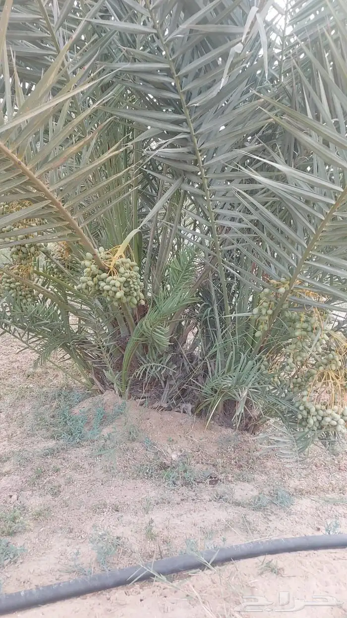 فسيل خلاص 40 ريال 2