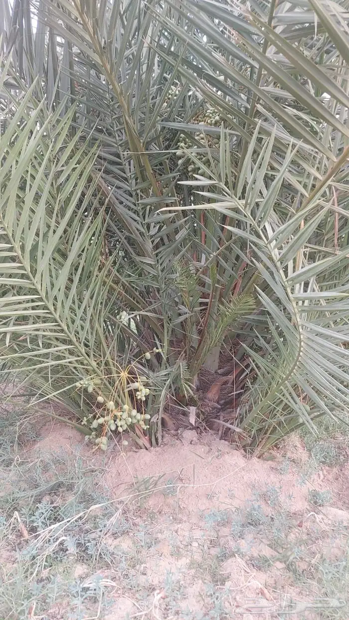 فسيل خلاص 40 ريال 7