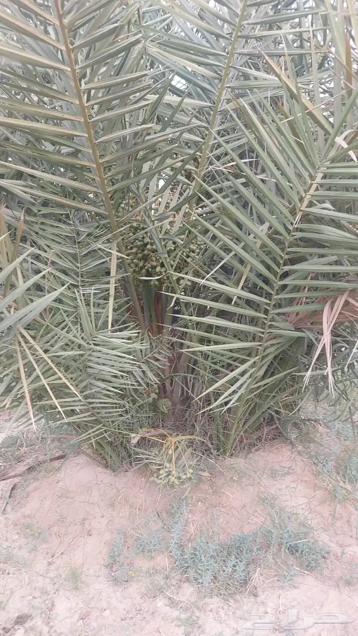 فسيل خلاص 40 ريال 9