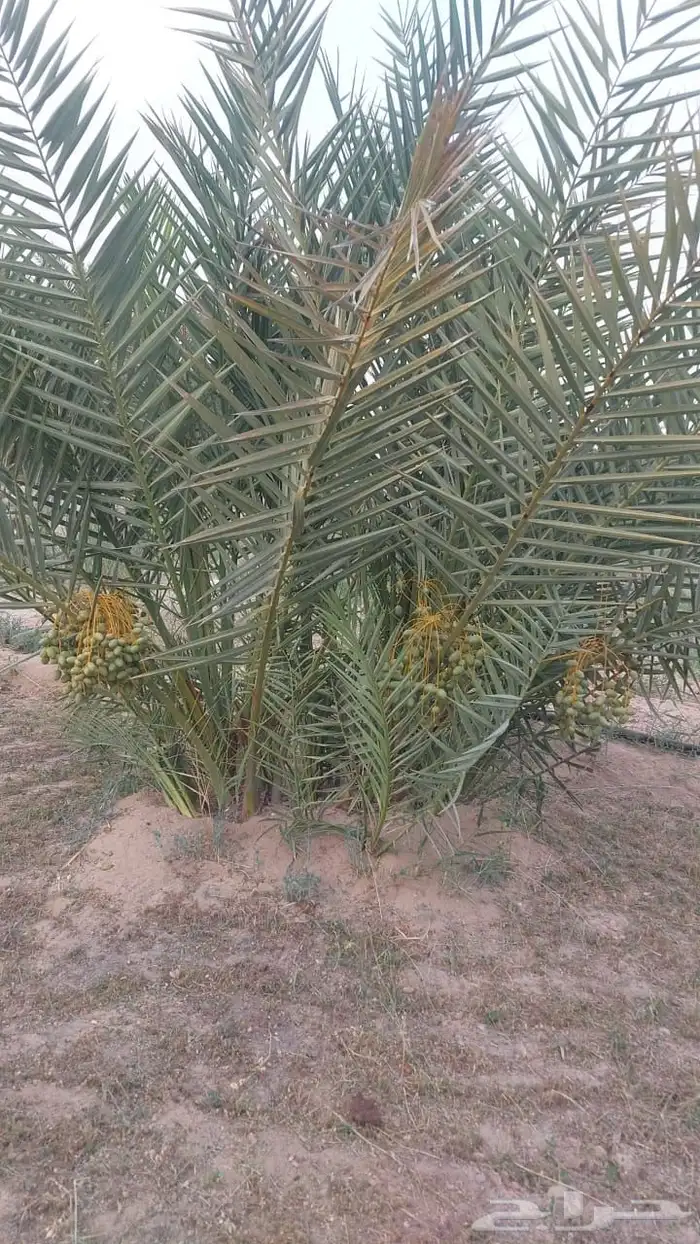 فسيل خلاص 40 ريال 3