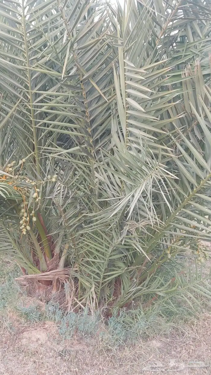فسيل خلاص 40 ريال 4