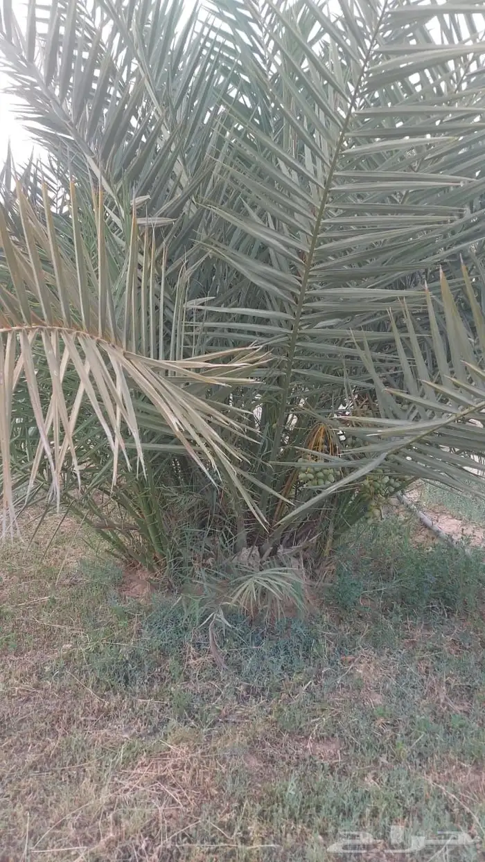 فسيل خلاص 40 ريال 1