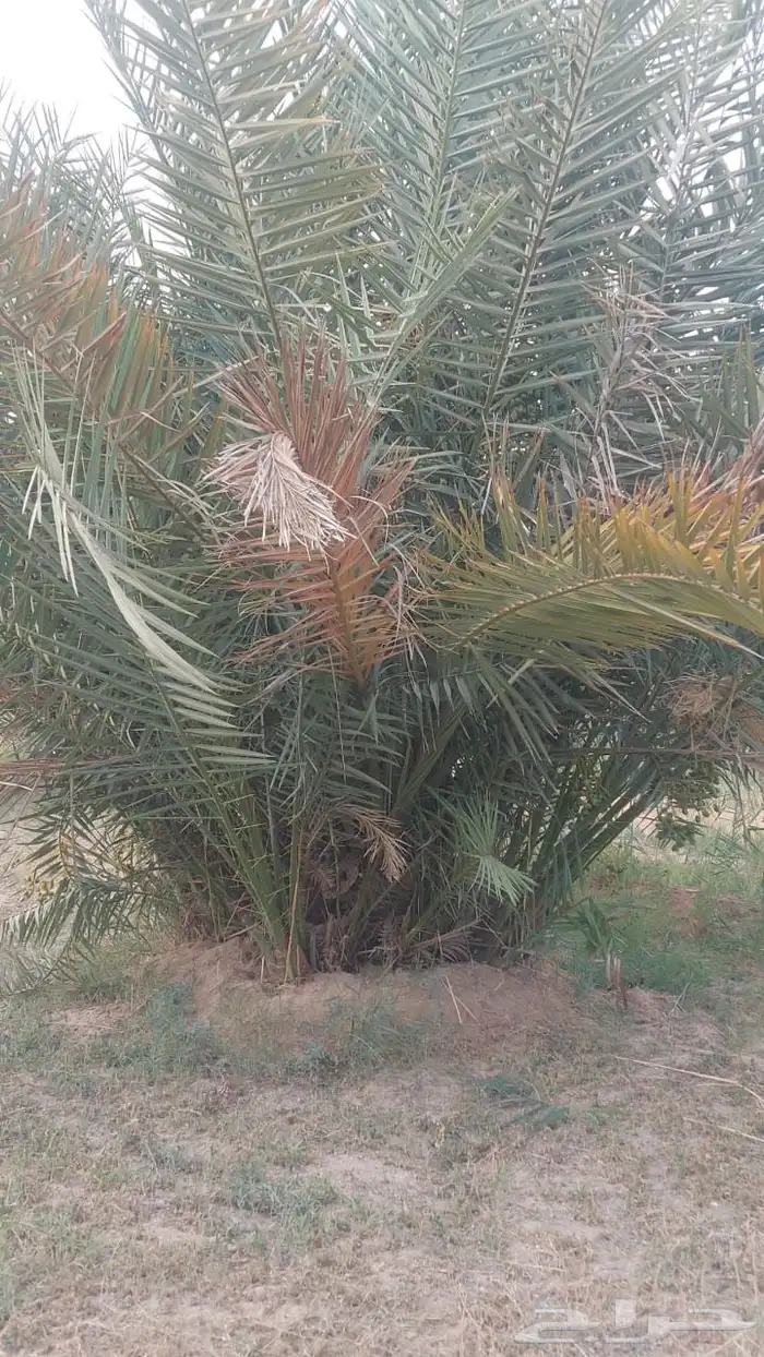 فسيل خلاص 40 ريال 6