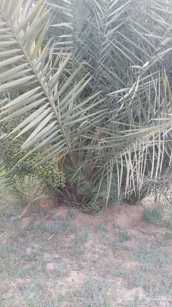 فسيل خلاص 40 ريال 0