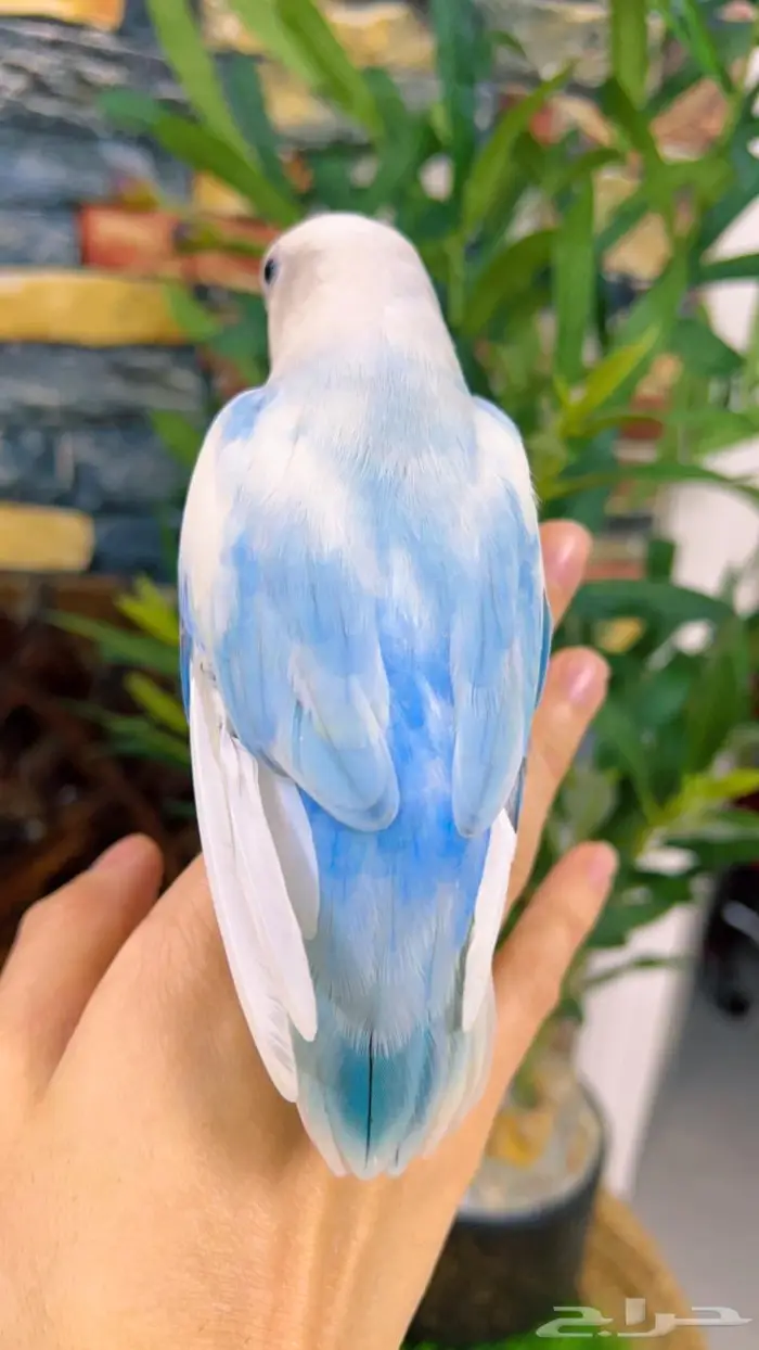 ببغاء روز اليف مناسب للاطفال 2
