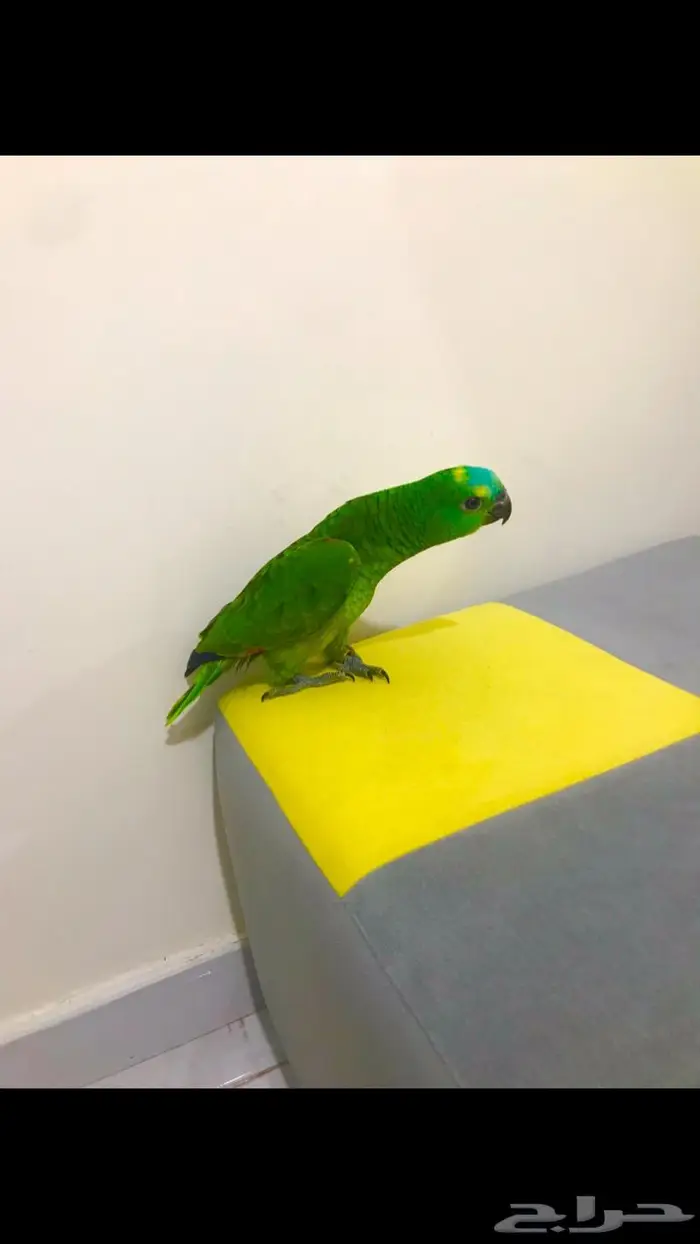 فرخ بلوفرنتد(تم البيع) 0