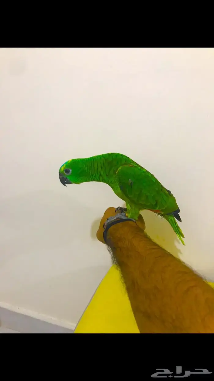 فرخ بلوفرنتد(تم البيع) 6