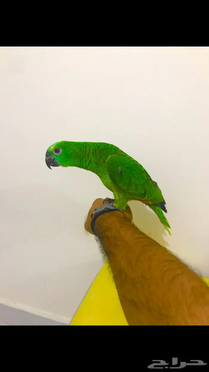 فرخ بلوفرنتد(تم البيع) 7