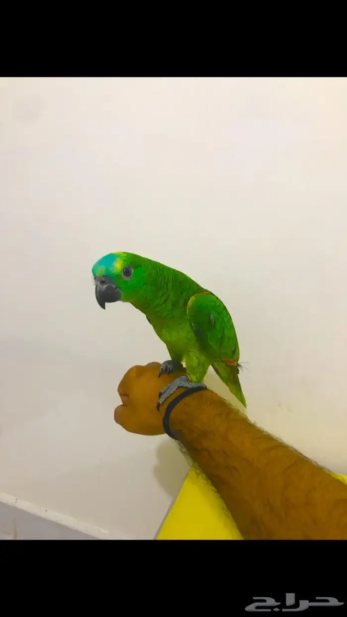 فرخ بلوفرنتد(تم البيع) 8