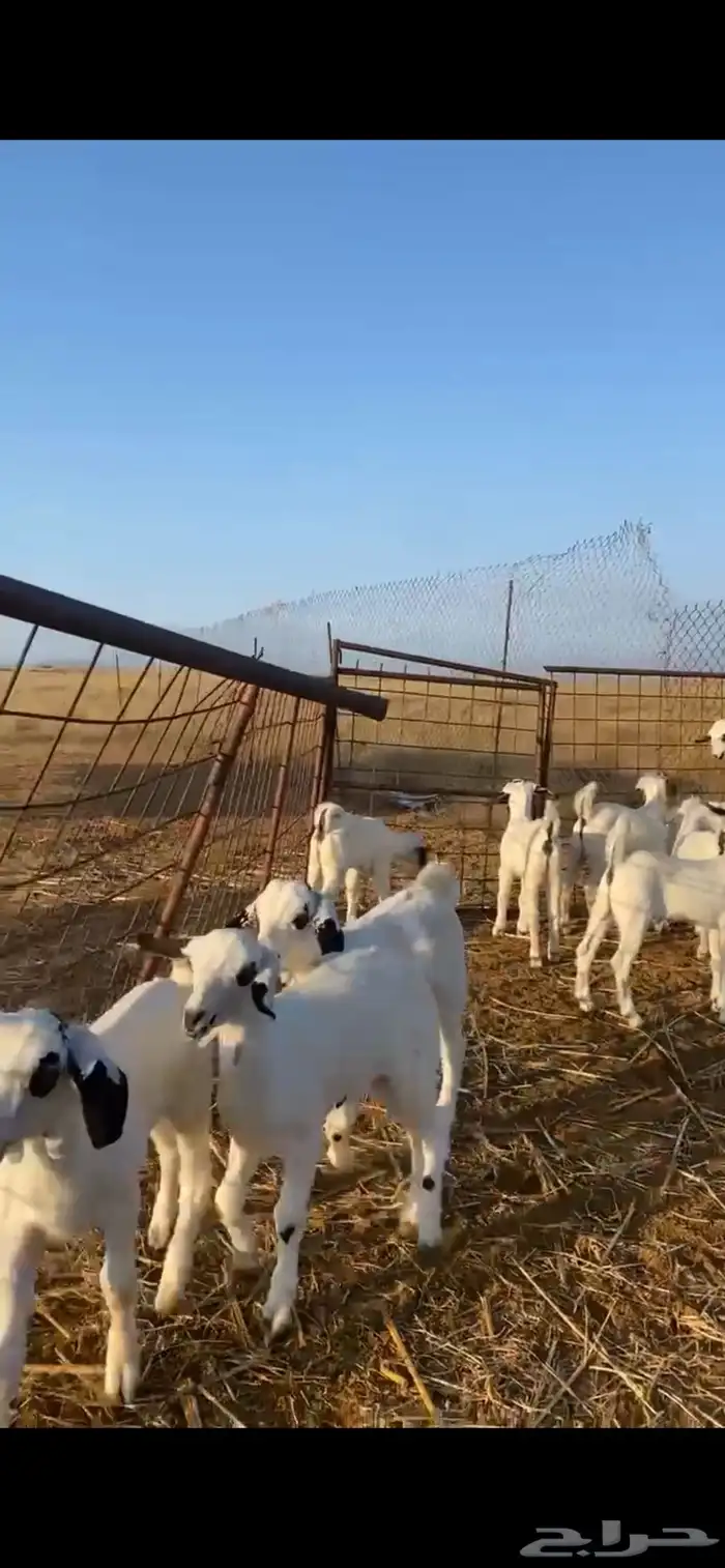 ماعز بيشي صنف الصنف ( تم البيع ) 2