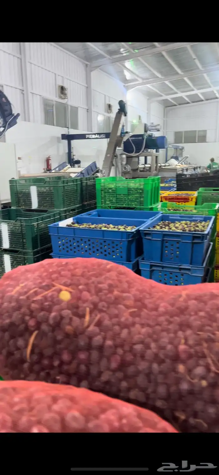 زيت زيتون الجوف البكر عصرة أولى على البارد 11