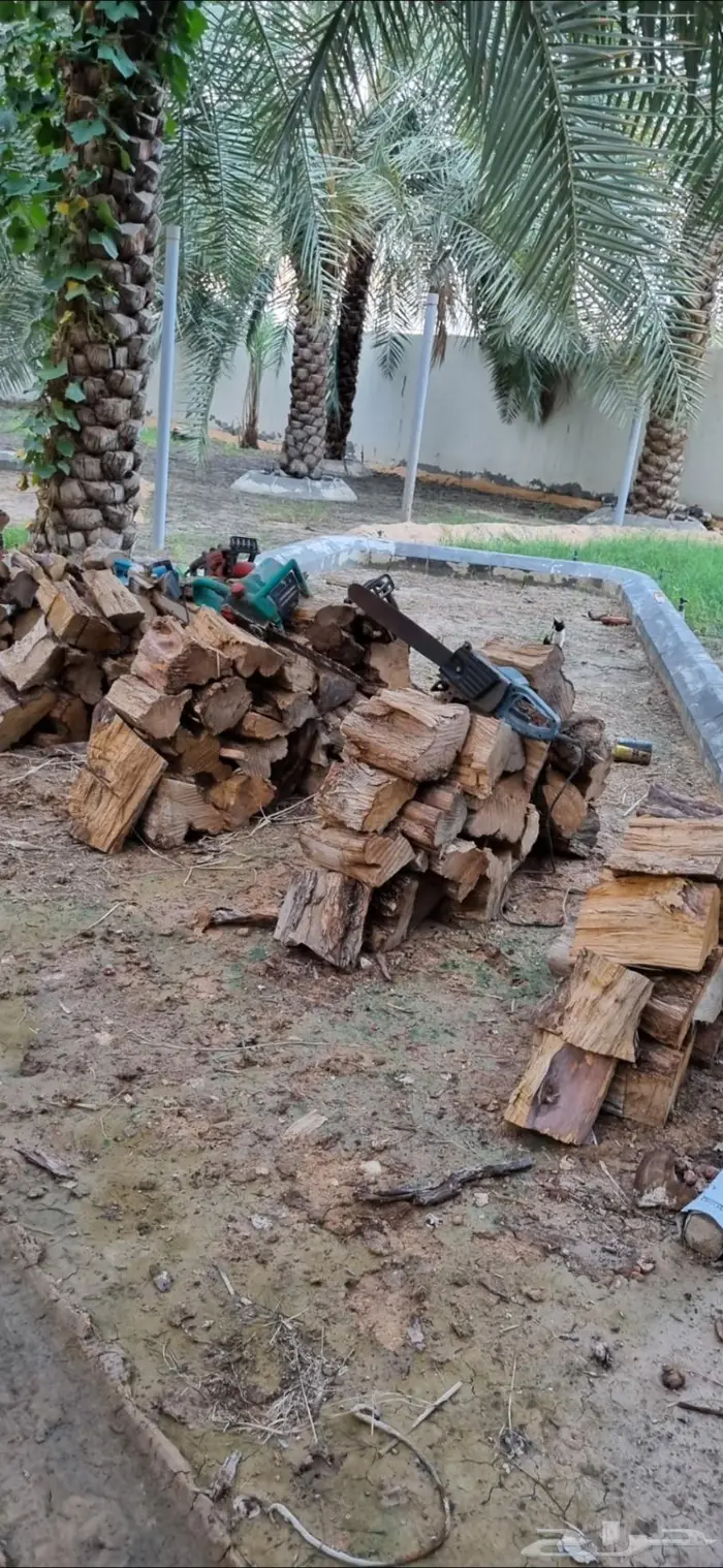 حطب اشجار امريكية 1