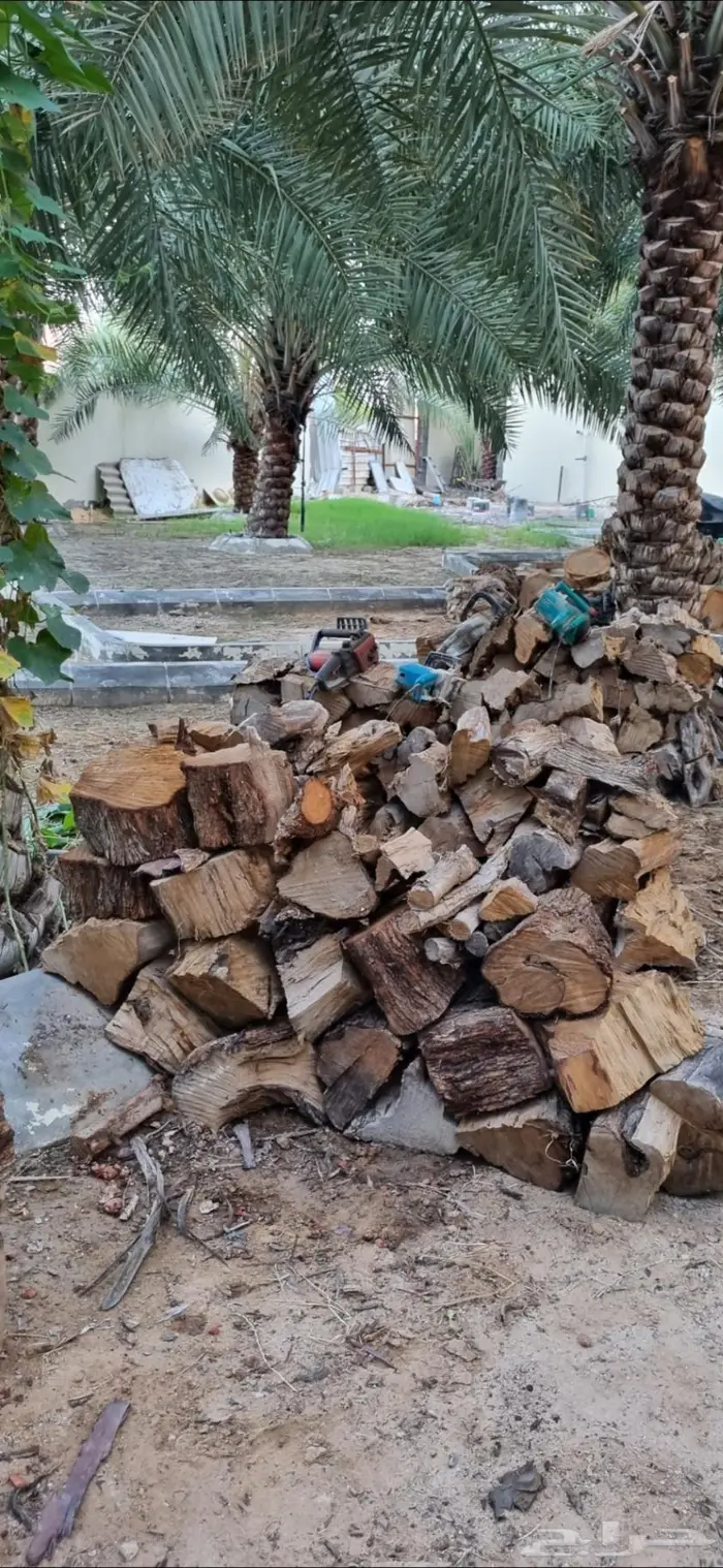 حطب اشجار امريكية 2