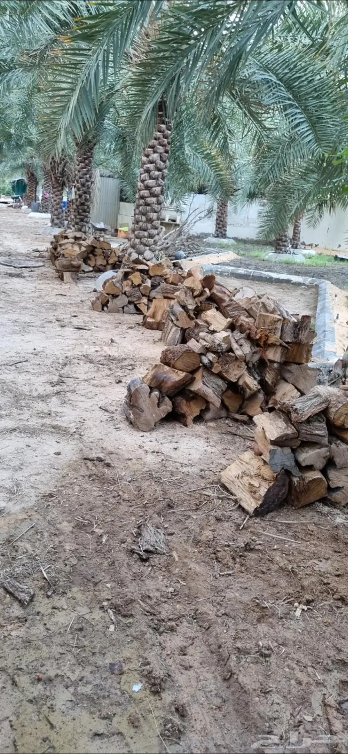 حطب اشجار امريكية 0