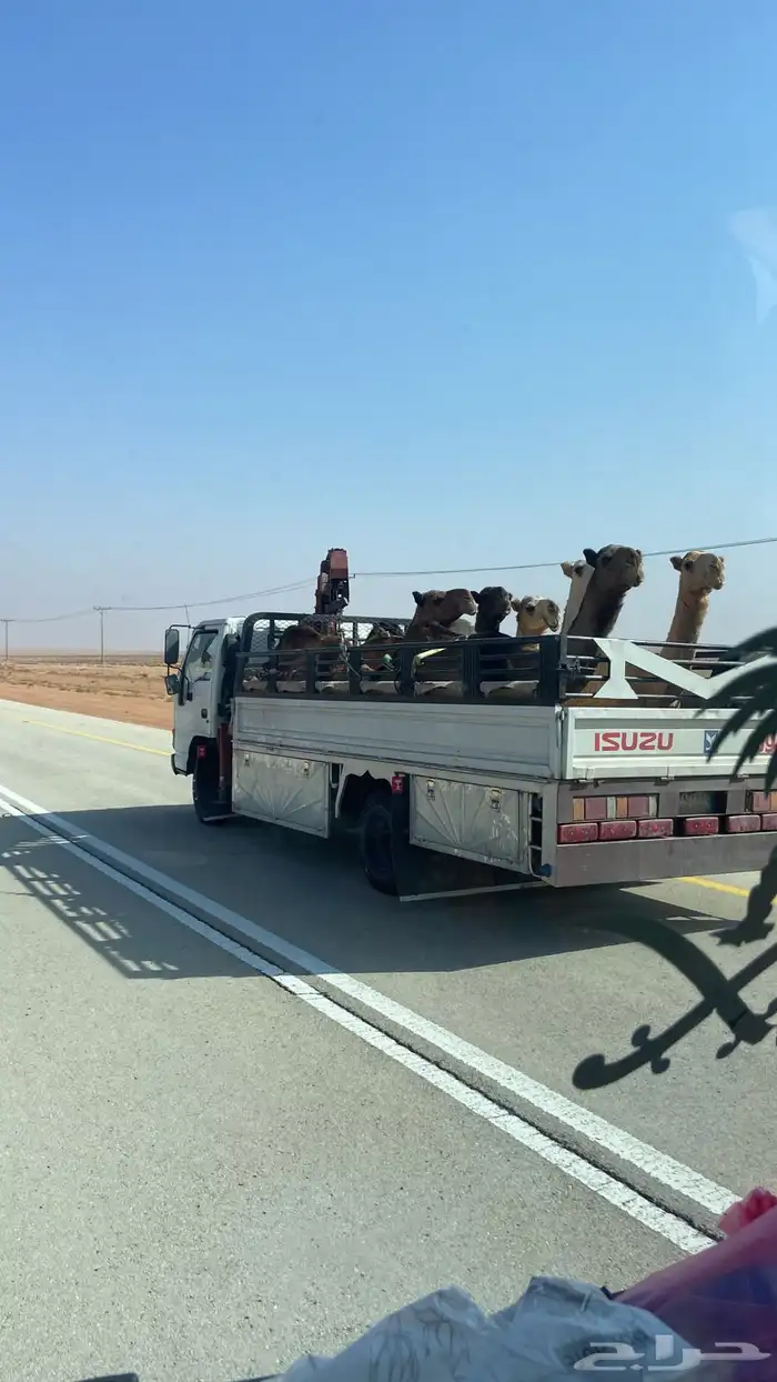 تحميل الابل والغنم في مناطق سدير 0